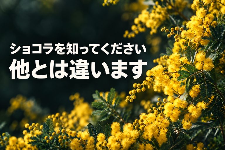 ミモザの写真に『ショコラを知ってください 他とは違います』と記載